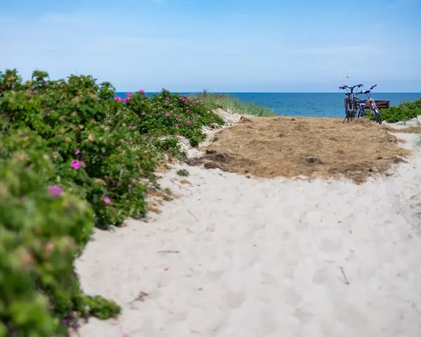 Sandiger Weg zum Dierhagen Strand, gesäumt von Rosenbüschen. Zwei Fahrräder warten am Meer.