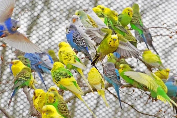 Ein Schwarm bunter Wellensittiche im Vogelpark Marlow, gelb, grün und blau, sitzt auf Ästen.