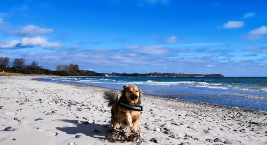 Ein Hund rennt fröhlich über den schaabe Strand. Die Wellen des Meeres rauschen, der Himmel ist blau mit weißen Wolken.