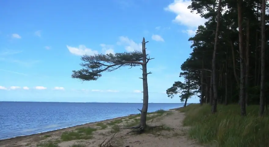 Ein einsamer Baum biegt sich über den Sand am **Loissin Strand**. Dahinter erstreckt sich ein dichter Kiefernwald.