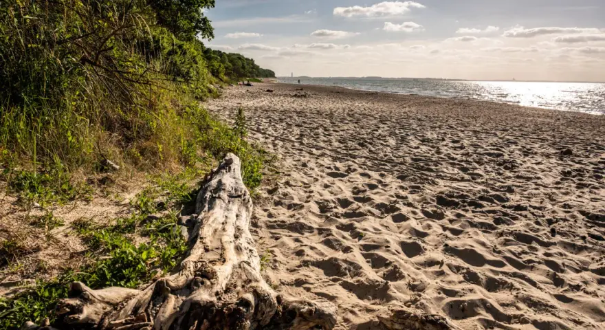 Ein sonniger Strand bei Barendorf an der Ostsee. Treibholz liegt im Sand, die Wellen glitzern.
