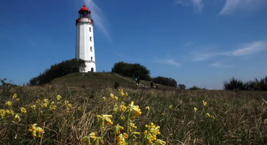 Der Leuchtturm Hiddensee ragt weiß mit rotem Dach empor. Gelbe Schlüsselblumen blühen im Vordergrund, während Menschen den Hügel erklimmen.