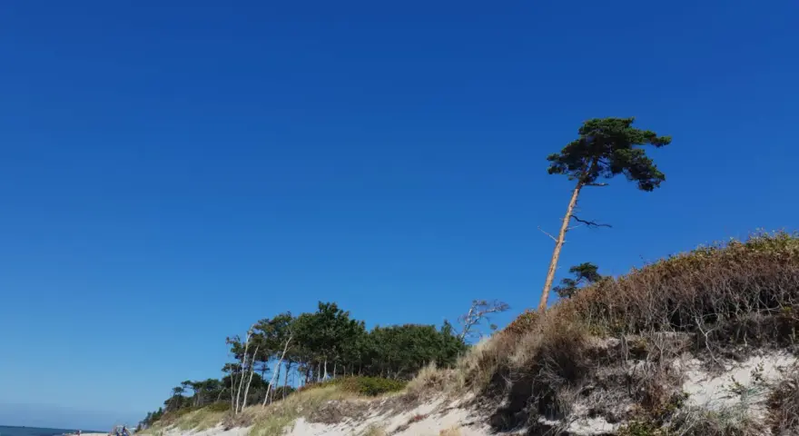 Ein einsamer Baum trotzt dem Wind am weststrand prerow. Sanddünen und das weite Blau des Himmels prägen die Szenerie.