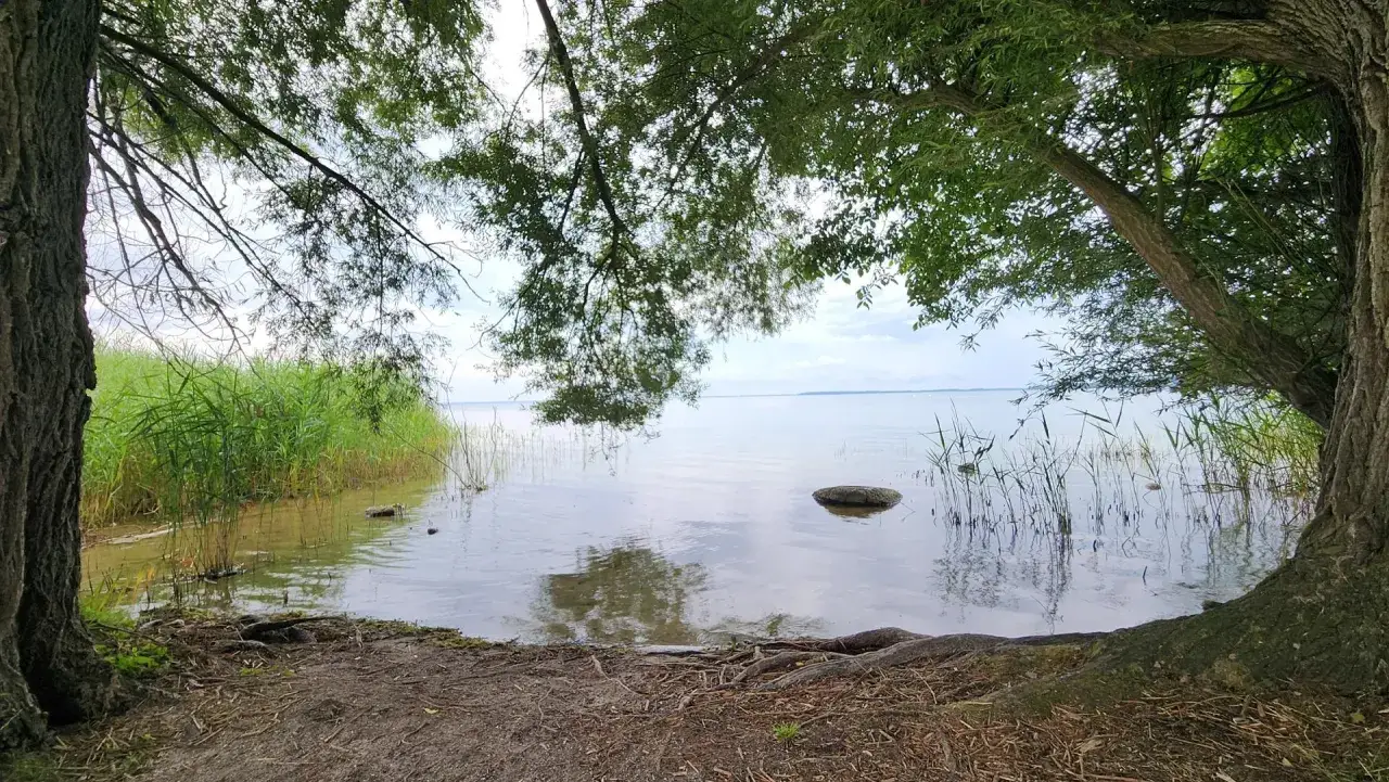B&auml;ume rahmen einen ruhigen See ein. Schilf s&auml;umt den klink strand, wo sich Wurzeln und Erde zeigen.