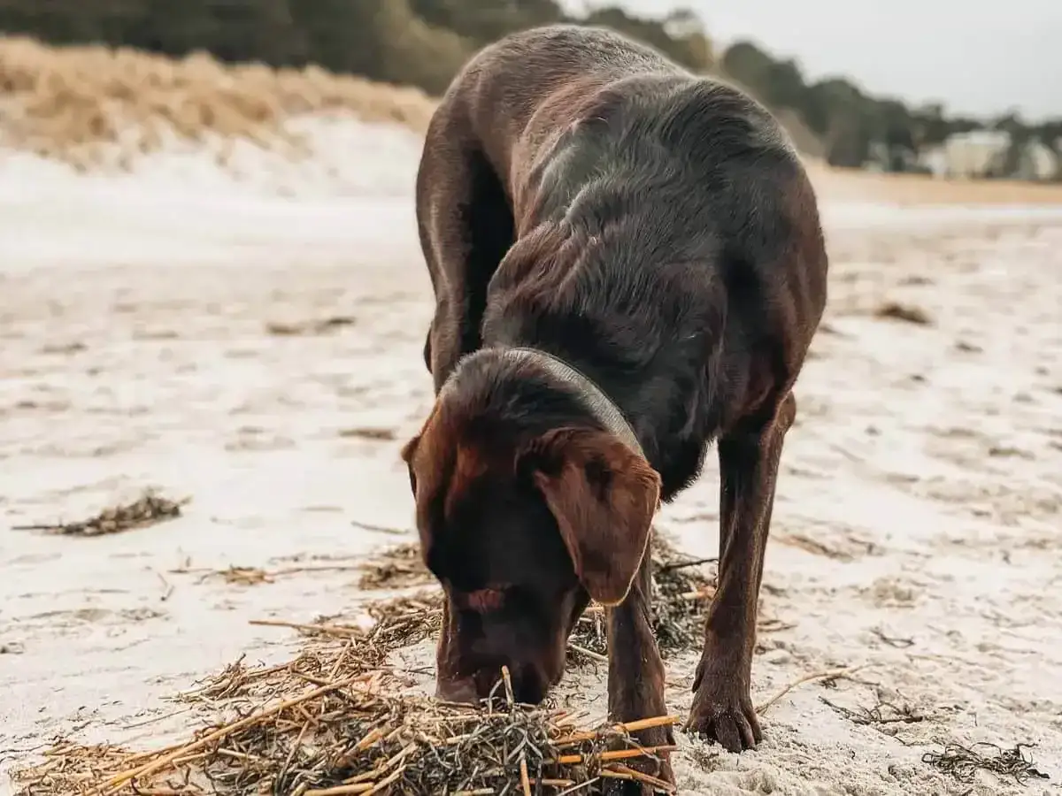 Brauner Hund schnüffelt am Lubmin Strand im Sand.