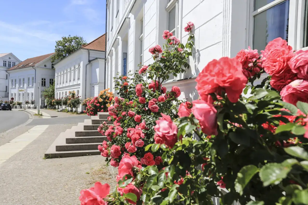 Bl&uuml;hende Rosenstr&auml;ucher s&auml;umen die wei&szlig;e Fassade eines Geb&auml;udes in der Putbus Altstadt.