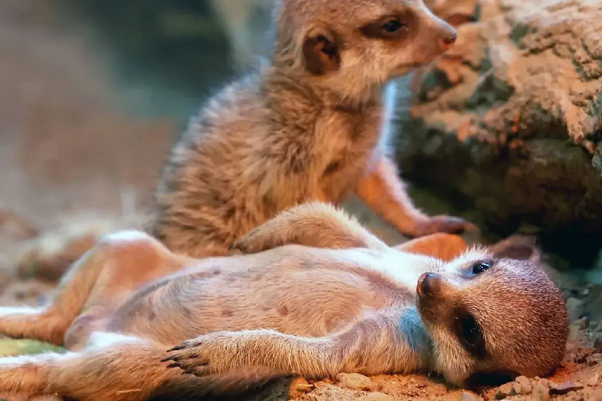 Zwei Erdmännchen entspannen sich am Landeszootag MV. Eines liegt auf dem Rücken, das andere sitzt daneben.