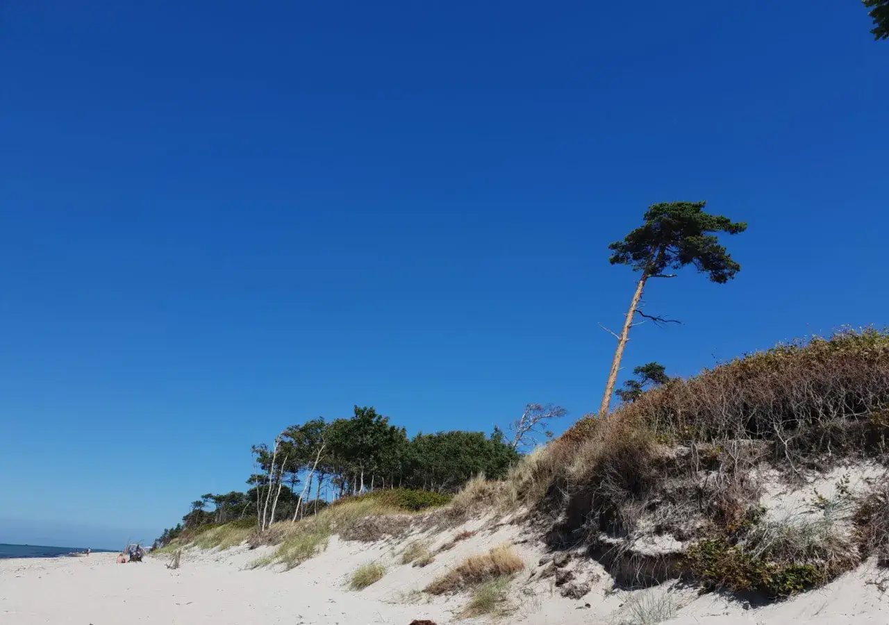 Ein einsamer Baum trotzt dem Wind am weststrand prerow. Sanddünen und grünes Gebüsch säumen den Weg zum Meer unter strahlend blauem Himmel.