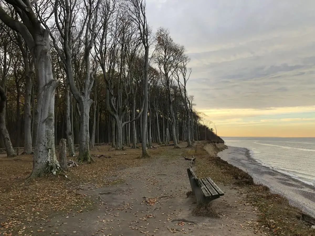 Ein einsamer Holzbank lädt zum Verweilen auf der Nienhagen Promenade ein. Kahle Bäume säumen den Weg zur Steilküste, wo das Meer sanft an den Strand rollt.