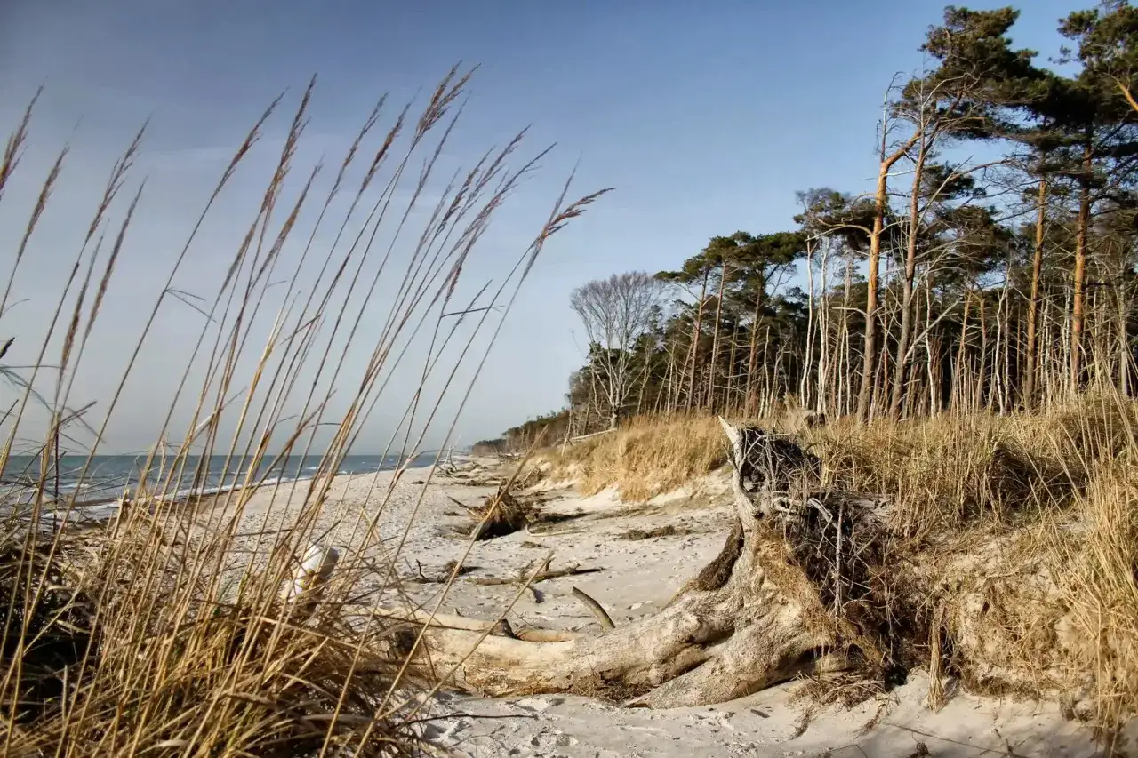 Strand mit D&uuml;nen, Kiefernwald und Gr&auml;sern. Ein Teil des Ostseek&uuml;sten-Wanderwegs E9, ideal f&uuml;r Etappen.
