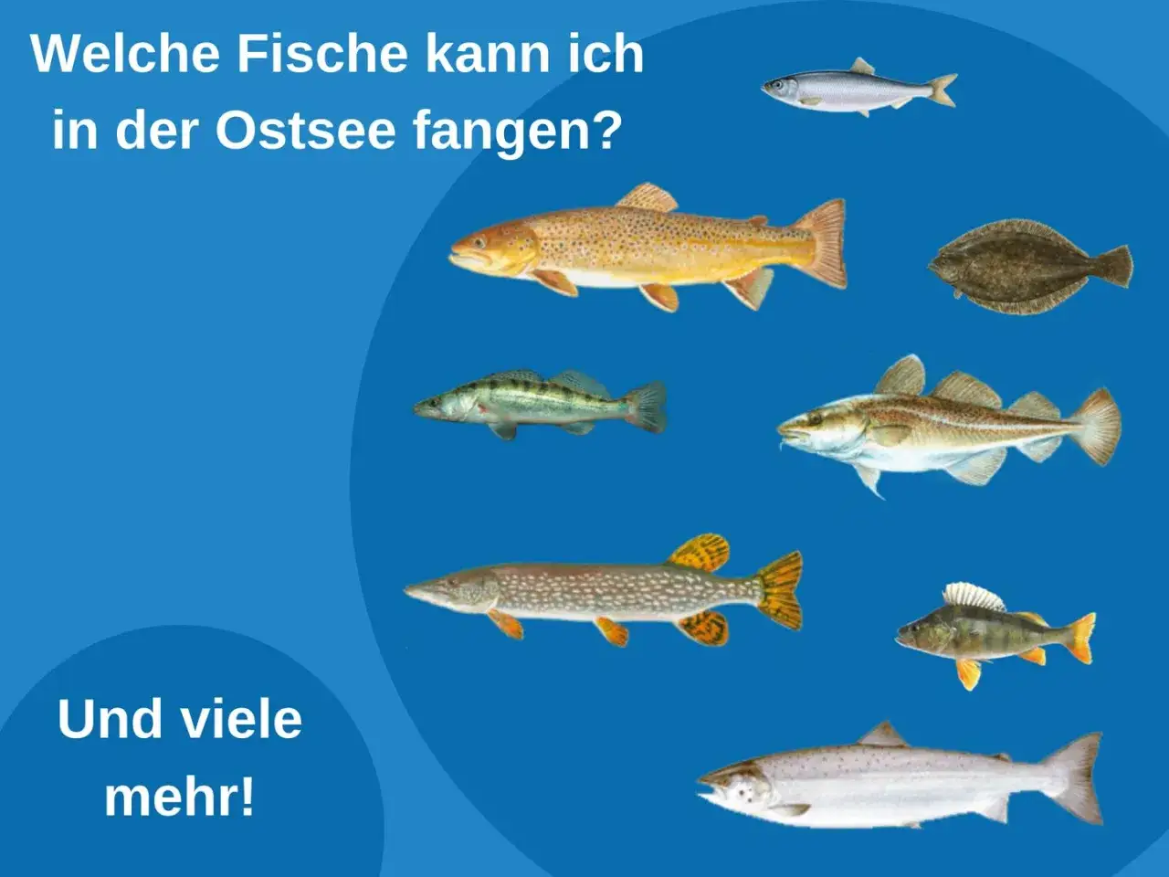 Illustrationen verschiedener Fische, die man in der Ostsee fangen kann, darunter Lachs, Dorsch und Hecht.