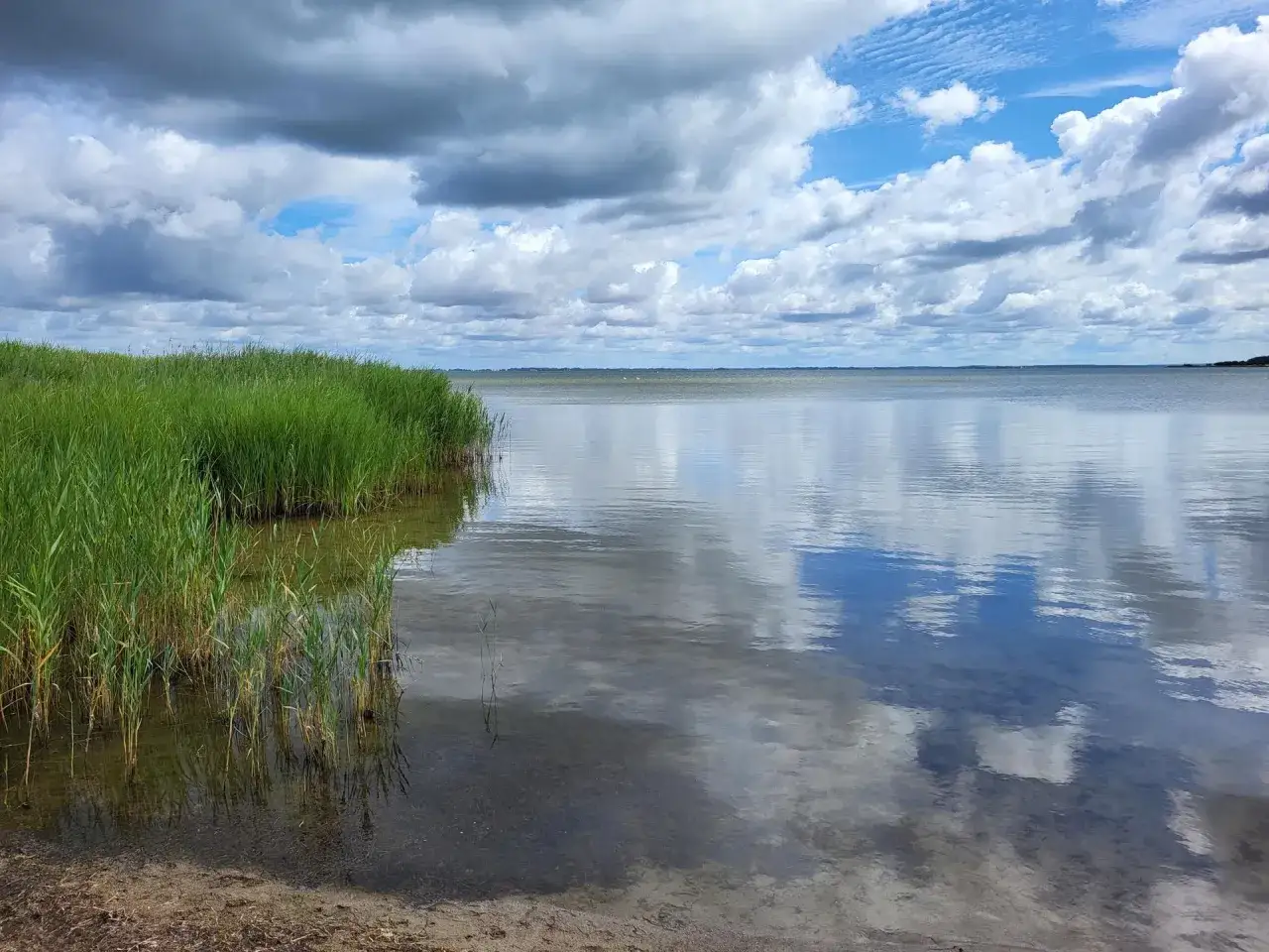 Grüner Schilfgürtel am ummanz strand, spiegelglattes Wasser reflektiert dramatische Wolken am Himmel.