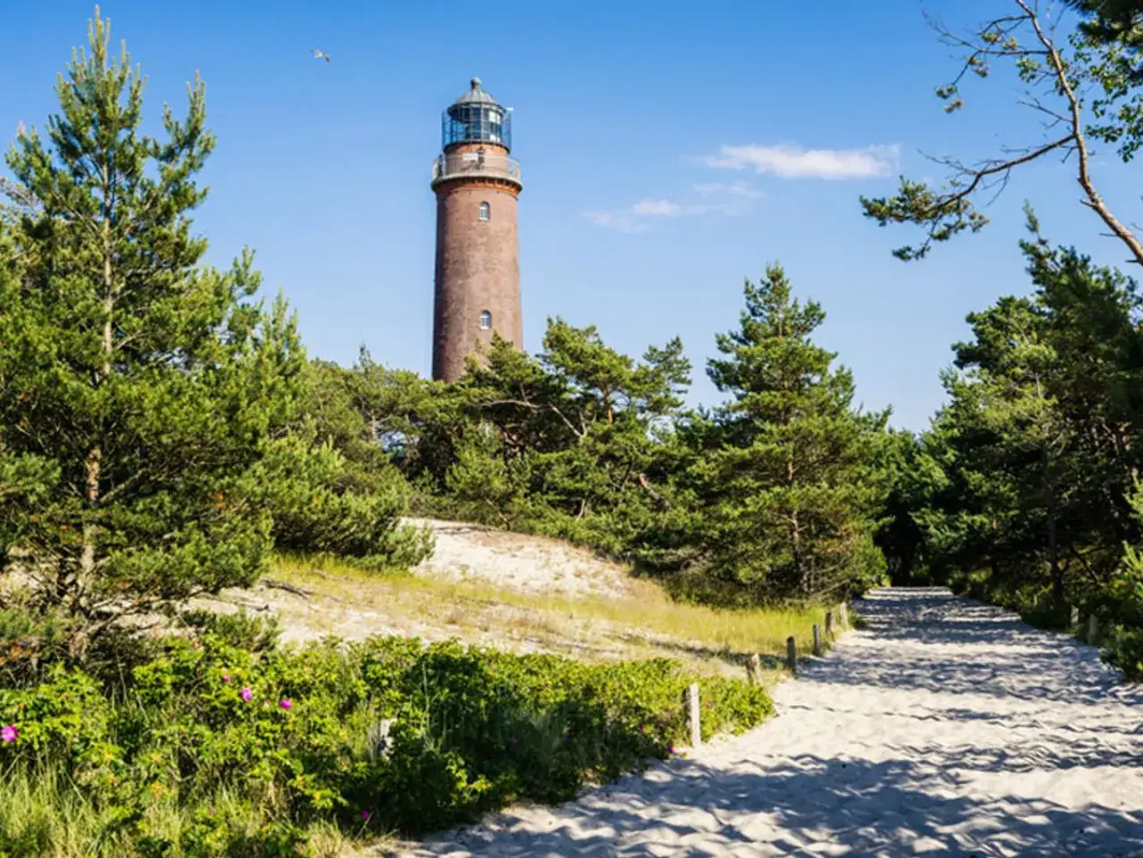 Ein sandiger Weg f&uuml;hrt durch Kiefern zum Leuchtturm Prerow.