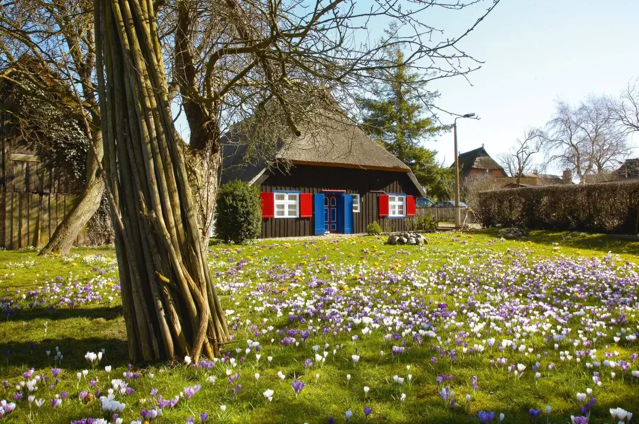 Ein Haus mit Reetdach und roten Fensterläden, umgeben von einem blühenden Krokusfeld. Perfekt für Ostern 2026 MV.