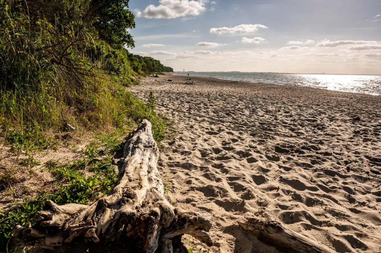 Ein sonniger Strand bei Barendorf an der Ostsee. Treibholz liegt im Sand, die Ostsee glitzert, im Hintergrund grüne Bäume und eine leichte Bewölkung.