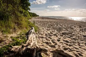 Ein sonniger Strand bei Barendorf an der Ostsee. Treibholz liegt im Sand, die Wellen glitzern.