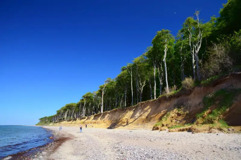 Der Strand Nienhagen mit seiner beeindruckenden Steilküste und dem dichten Buchenwald. Ein paar Spaziergänger genießen die klare Luft.